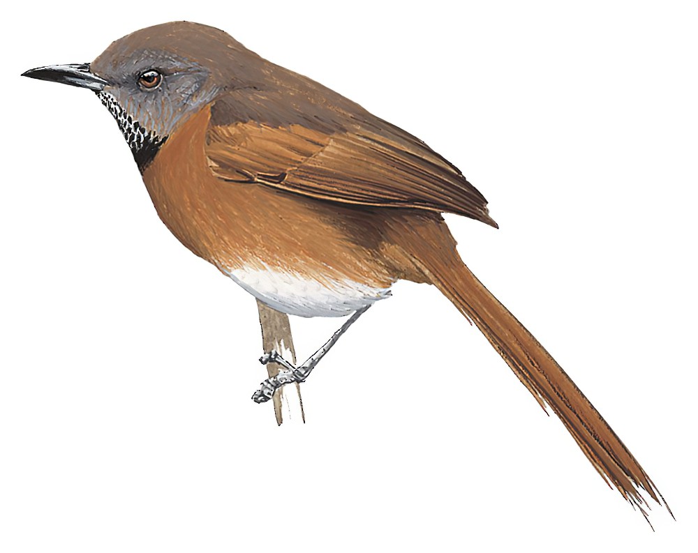 Rufous-breasted Spinetail / Synallaxis erythrothorax