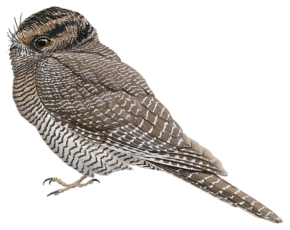 Vogelkop Owlet-nightjar / Aegotheles affinis
