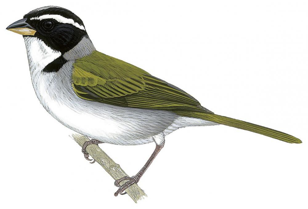 Half-collared Sparrow / Arremon semitorquatus