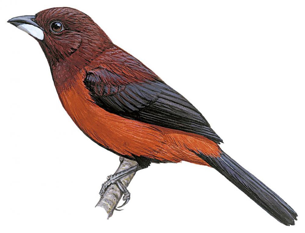 Crimson-backed Tanager / Ramphocelus dimidiatus