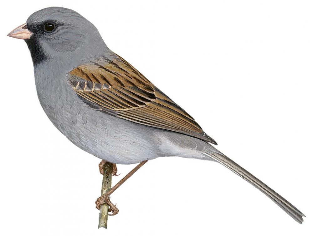 Black-chinned Sparrow / Spizella atrogularis