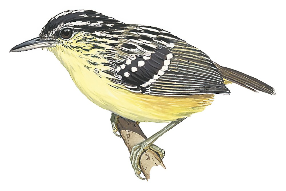 Yellow-breasted Warbling-Antbird / Hypocnemis subflava