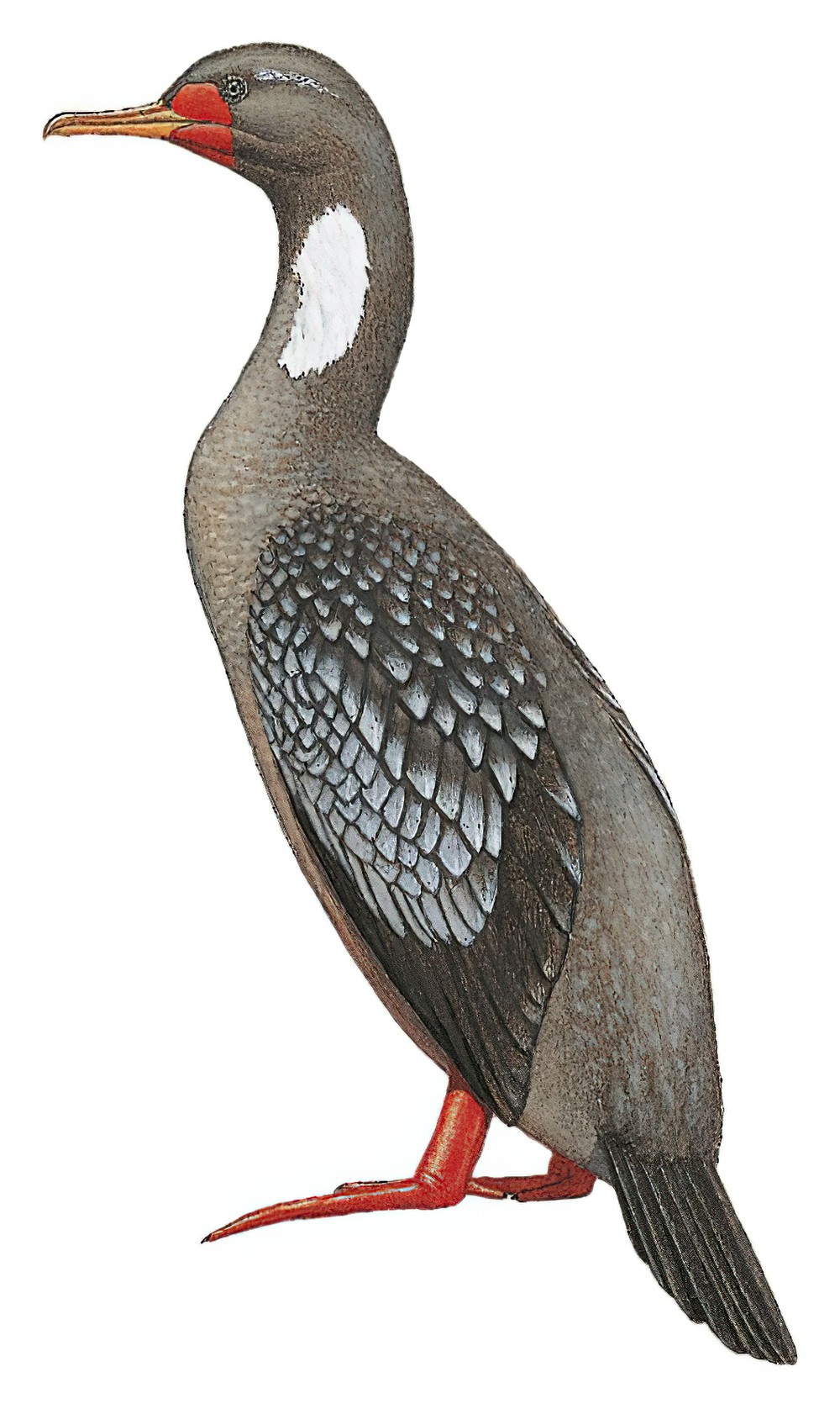 Red-legged Cormorant / Phalacrocorax gaimardi