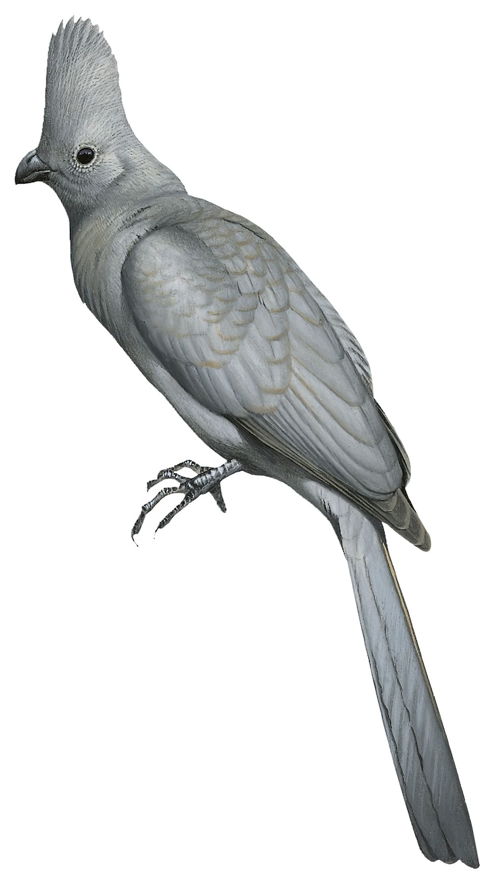 Gray Go-away-bird / Corythaixoides concolor