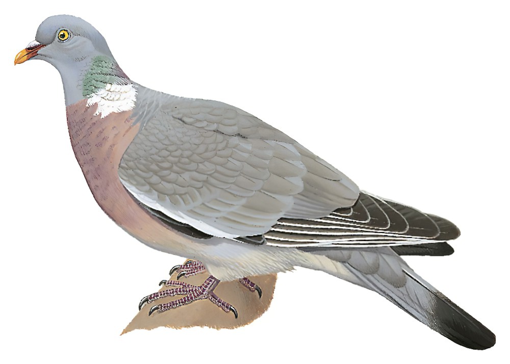 Common Wood-Pigeon / Columba palumbus