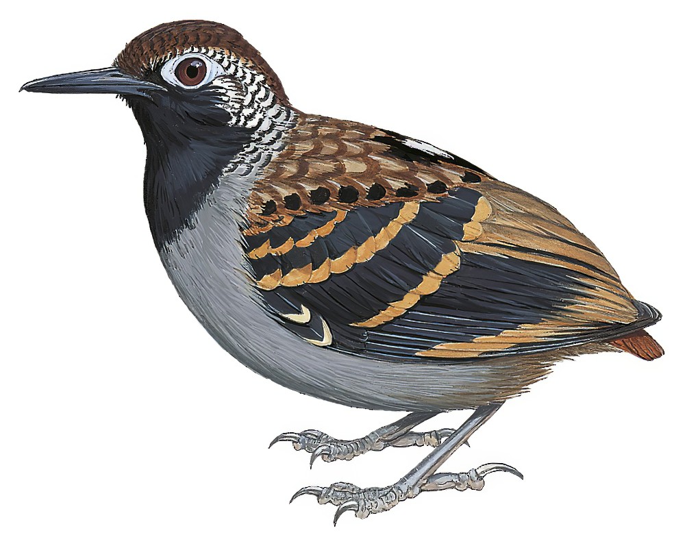 Wing-banded Antbird / Myrmornis torquata