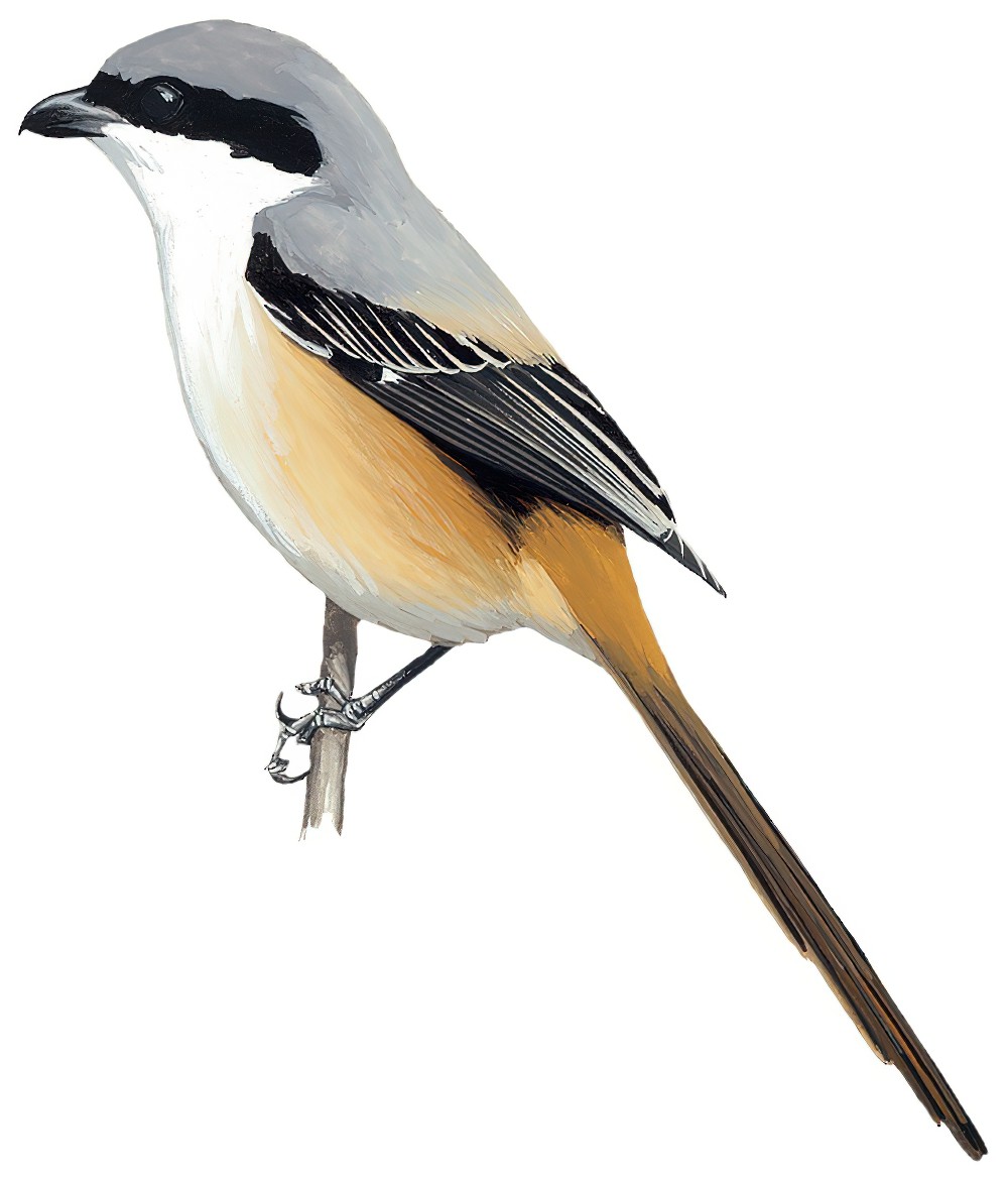 Gray-backed Shrike / Lanius tephronotus