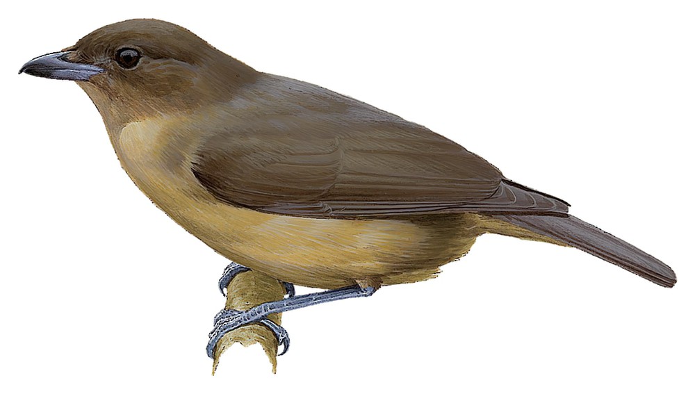 Vogelkop Bowerbird / Amblyornis inornata