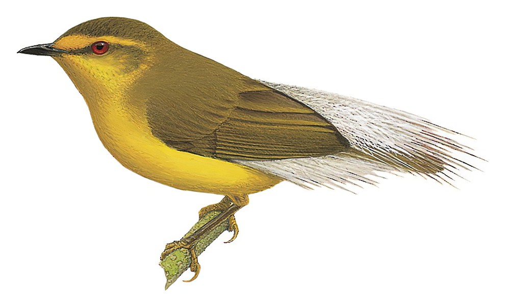 Leyte Plumed-Warbler / Micromacronus leytensis
