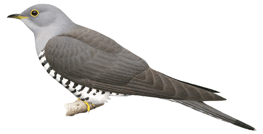 Indian Cuckoo / Cuculus micropterus
