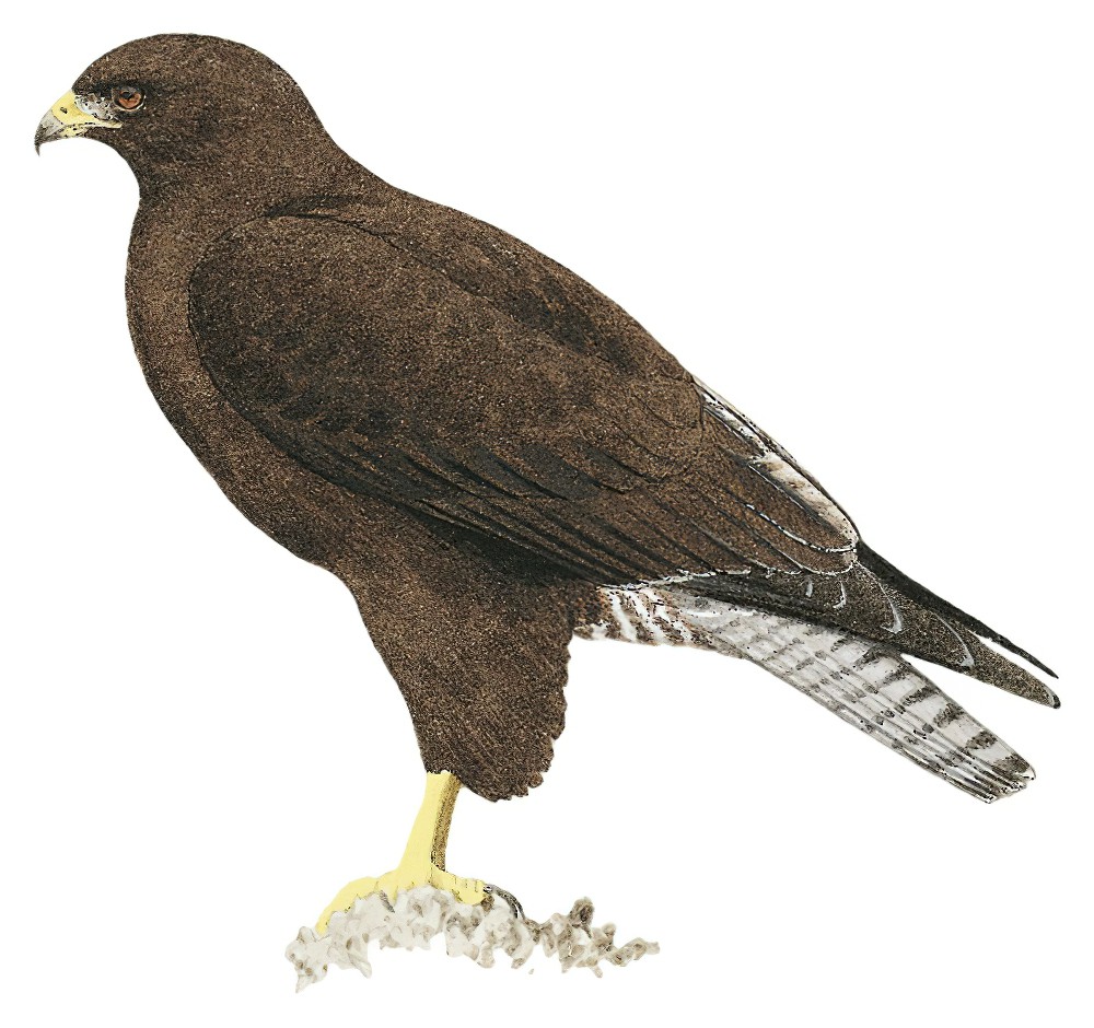 Galapagos Hawk / Buteo galapagoensis