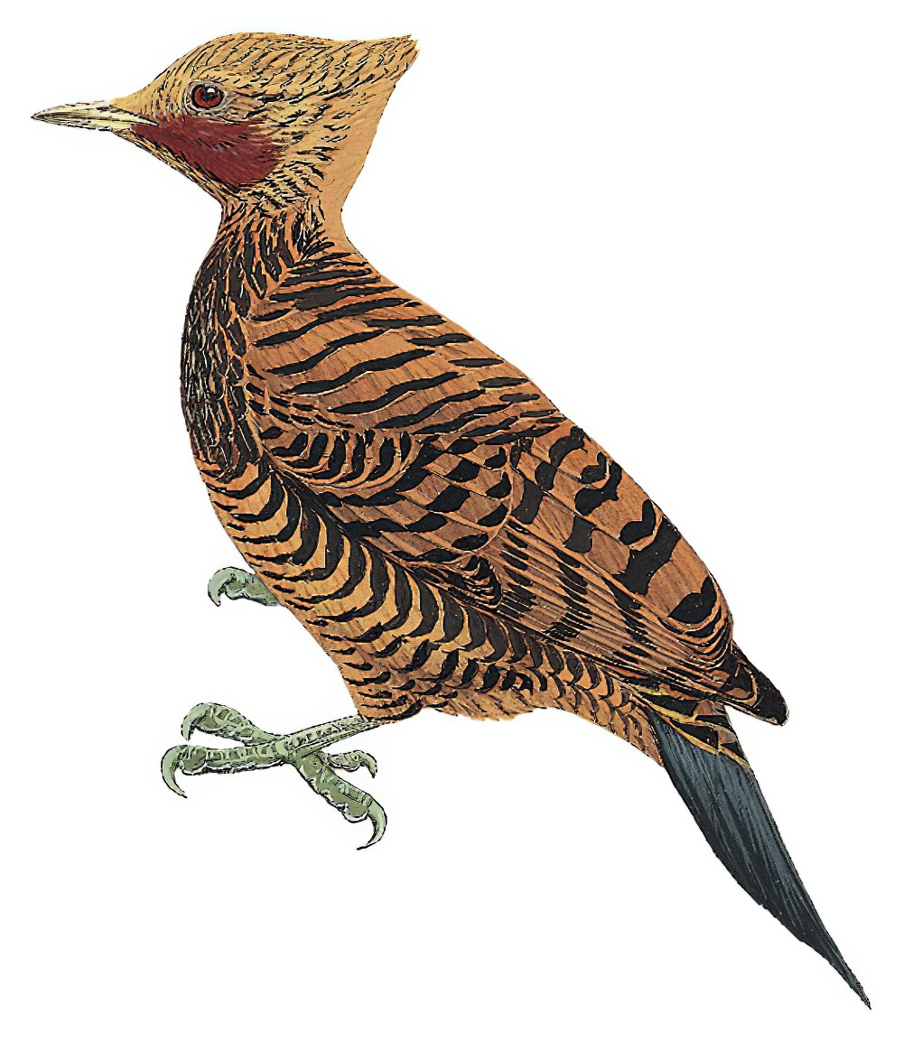 Waved Woodpecker / Celeus undatus