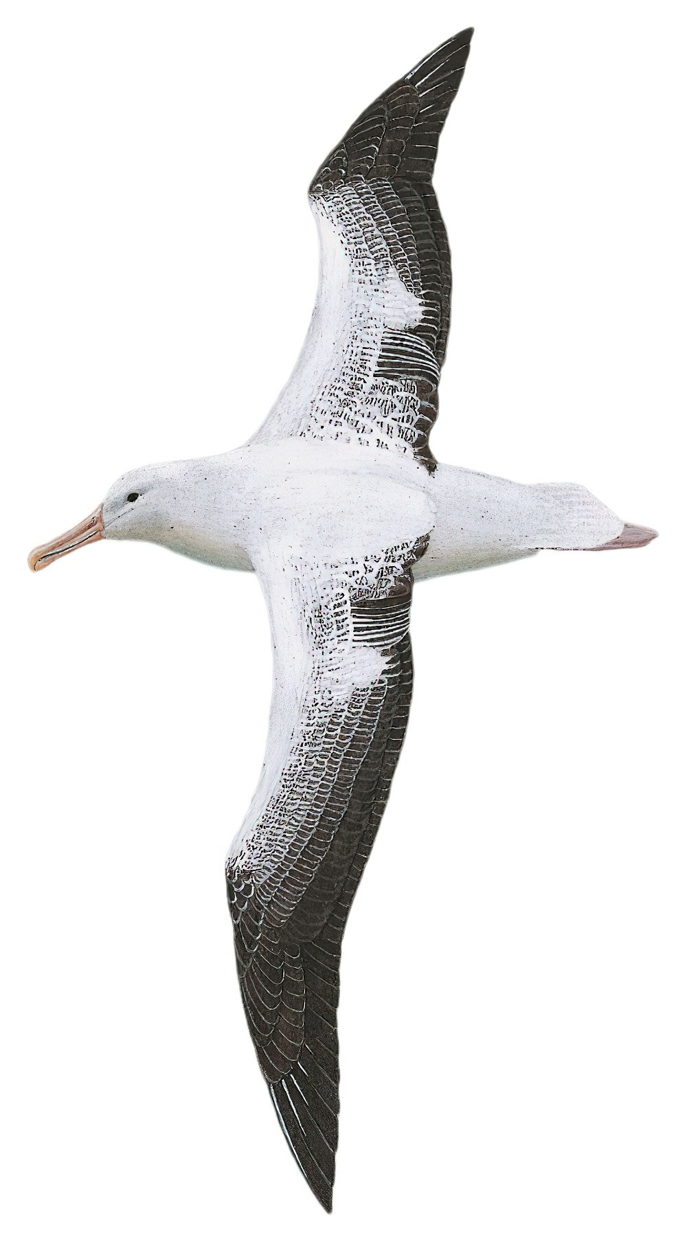 Royal Albatross / Diomedea epomophora
