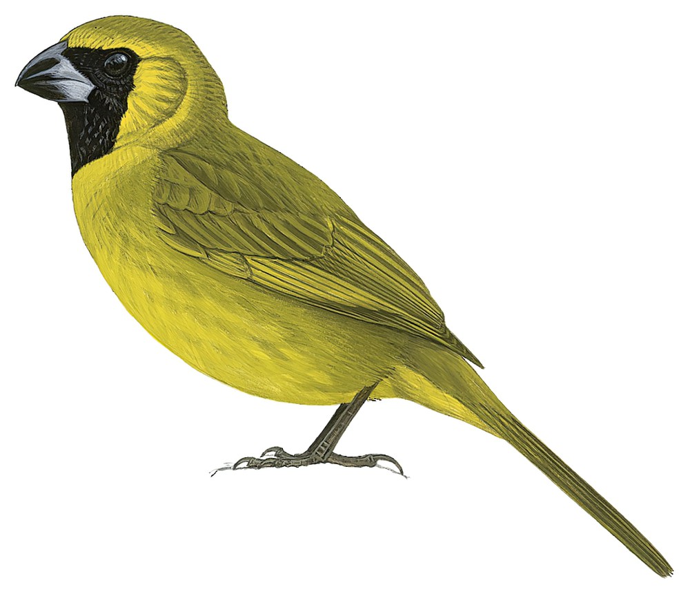 Yellow-green Grosbeak / Caryothraustes canadensis