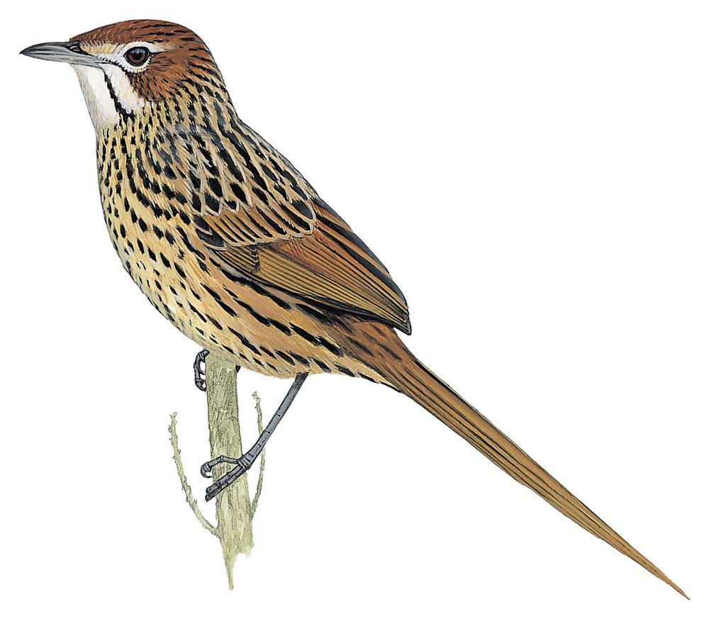 Cape Grassbird / Sphenoeacus afer