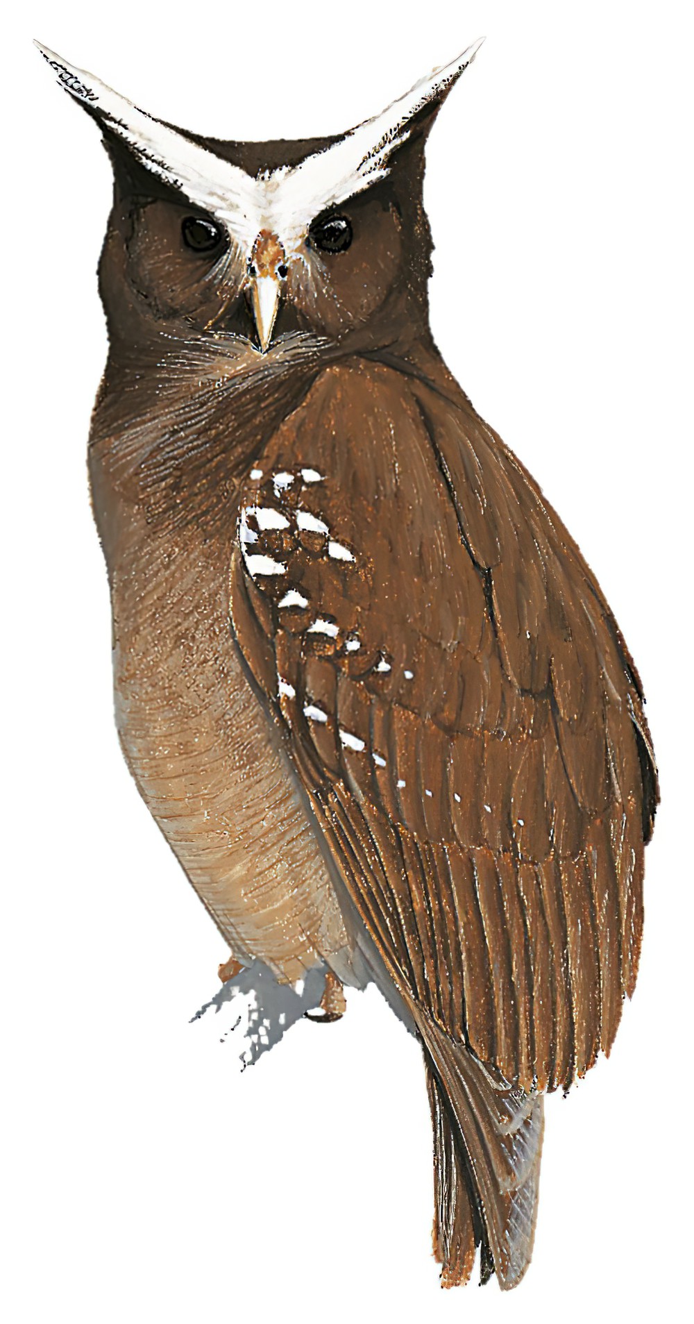 Crested Owl / Lophostrix cristata