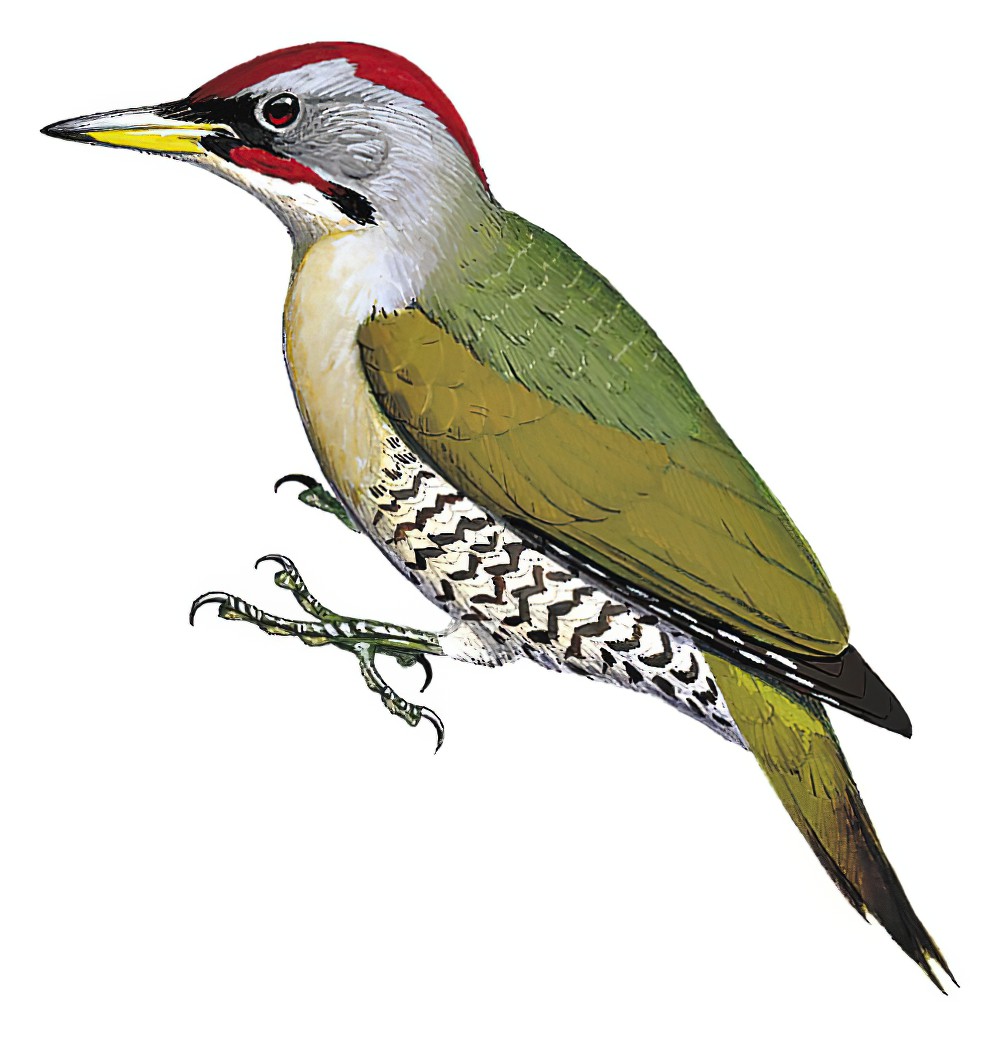 Japanese Woodpecker / Picus awokera