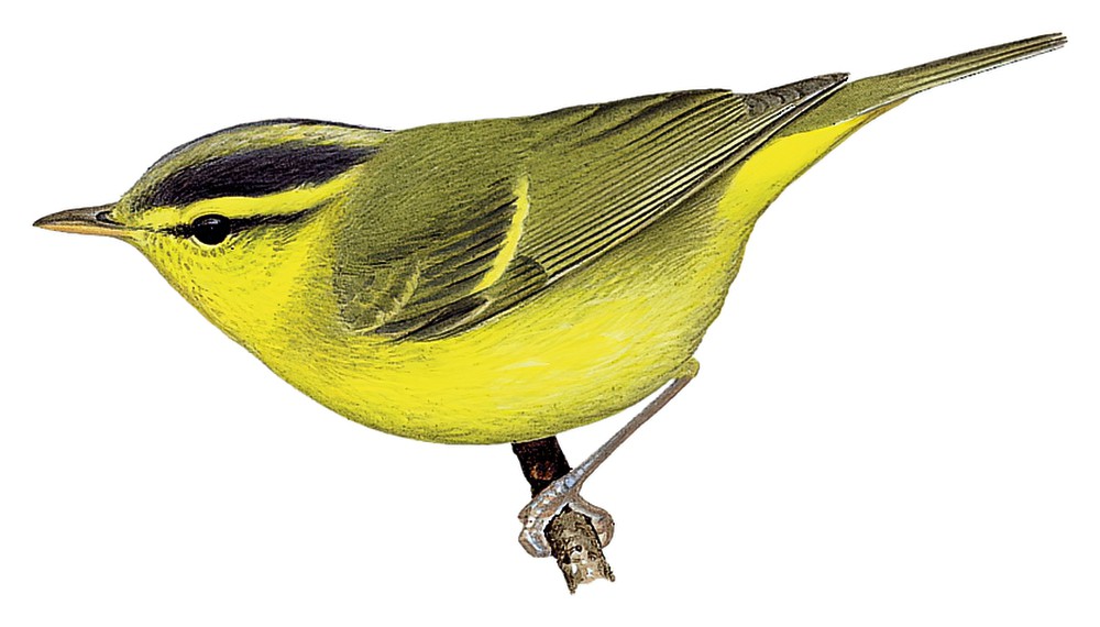 Sulphur-breasted Warbler / Phylloscopus ricketti