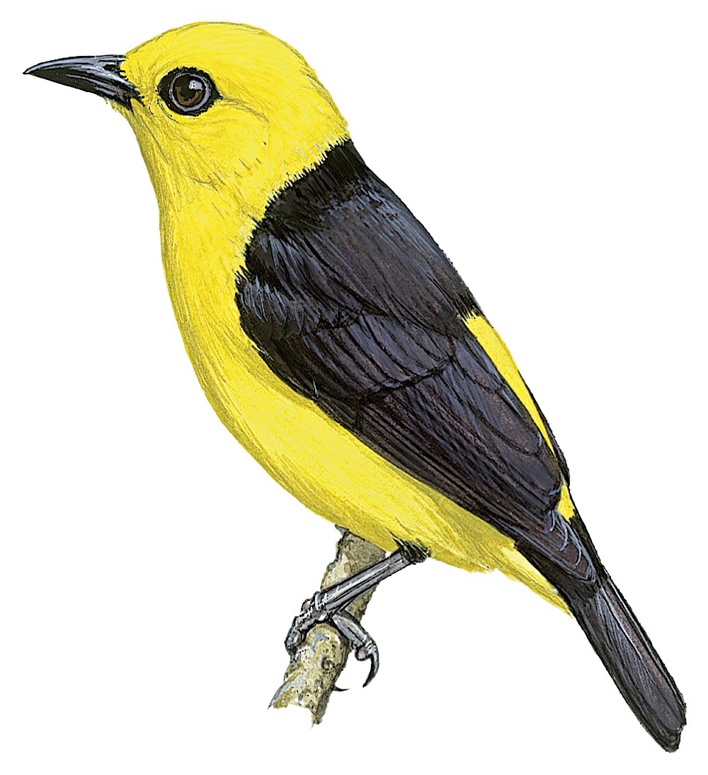 Black-and-yellow Tanager / Chrysothlypis chrysomelas