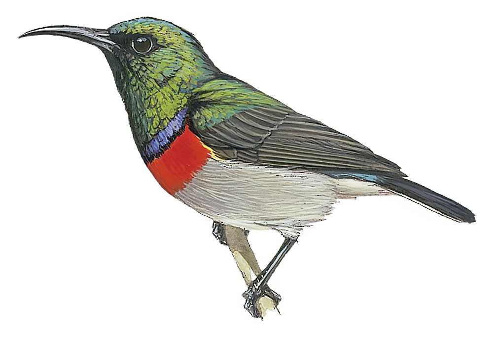 Southern Double-collared Sunbird / Cinnyris chalybeus