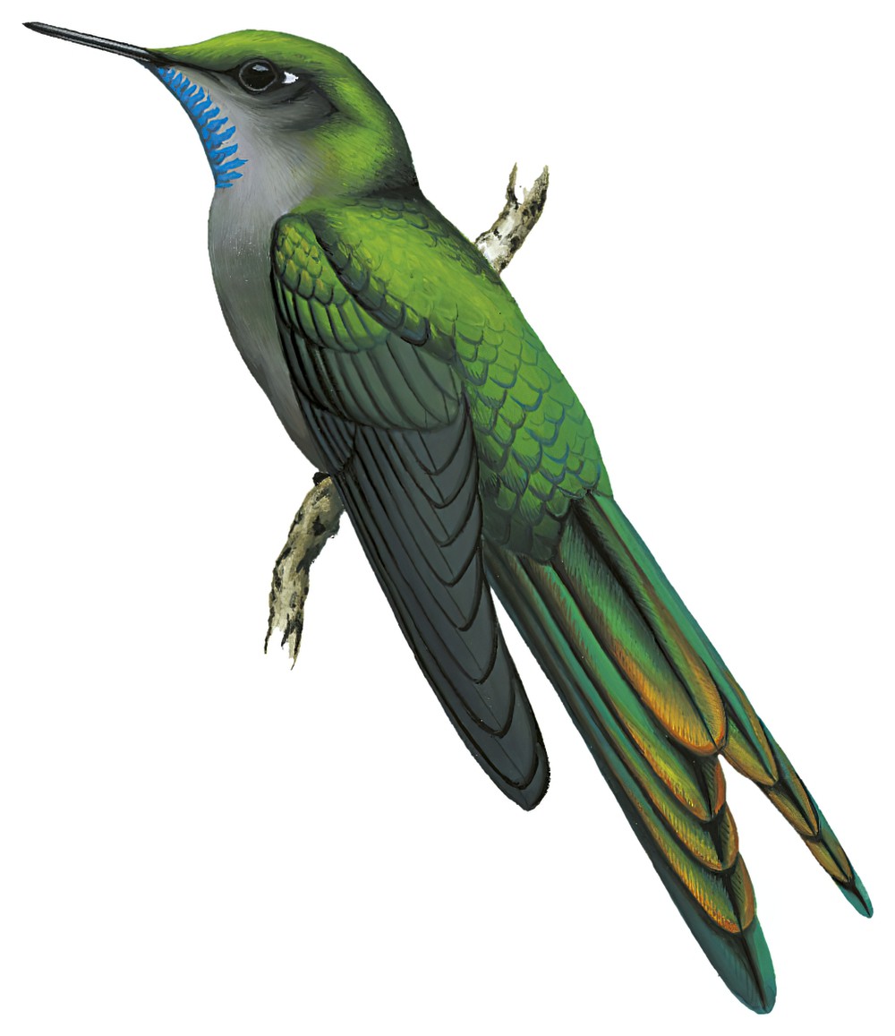 Gray-bellied Comet / Taphrolesbia griseiventris