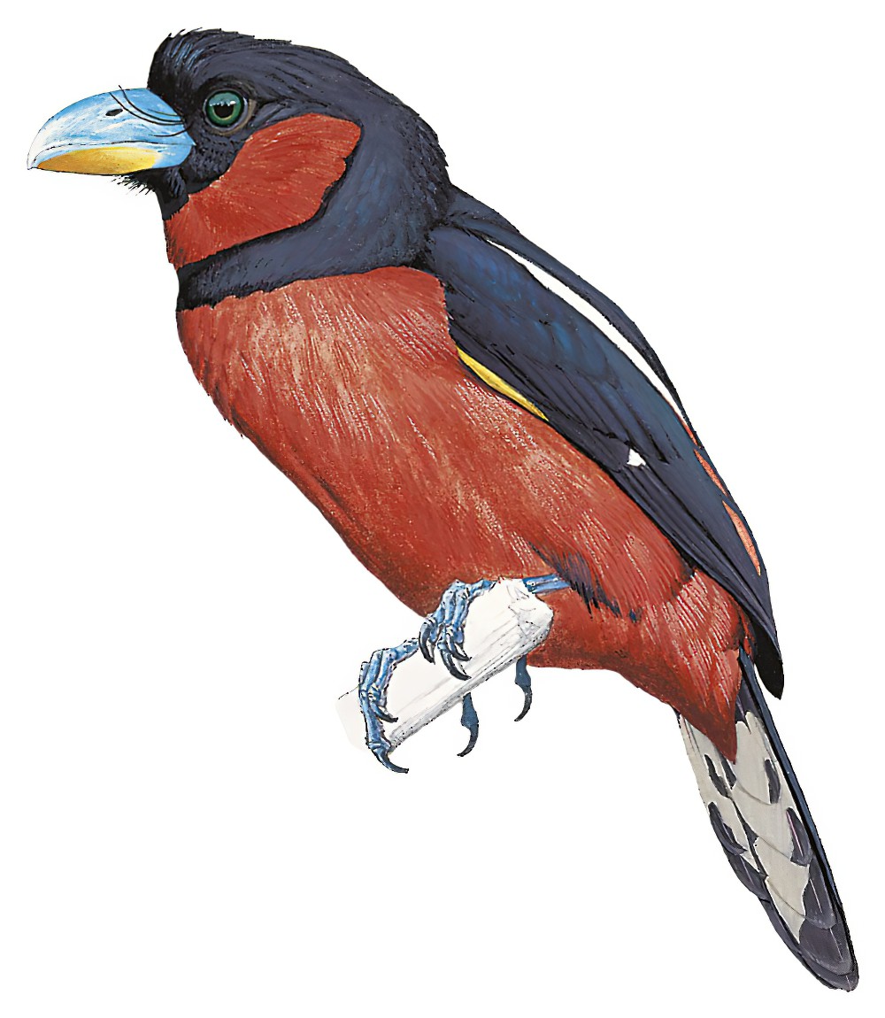 Black-and-red Broadbill / Cymbirhynchus macrorhynchos