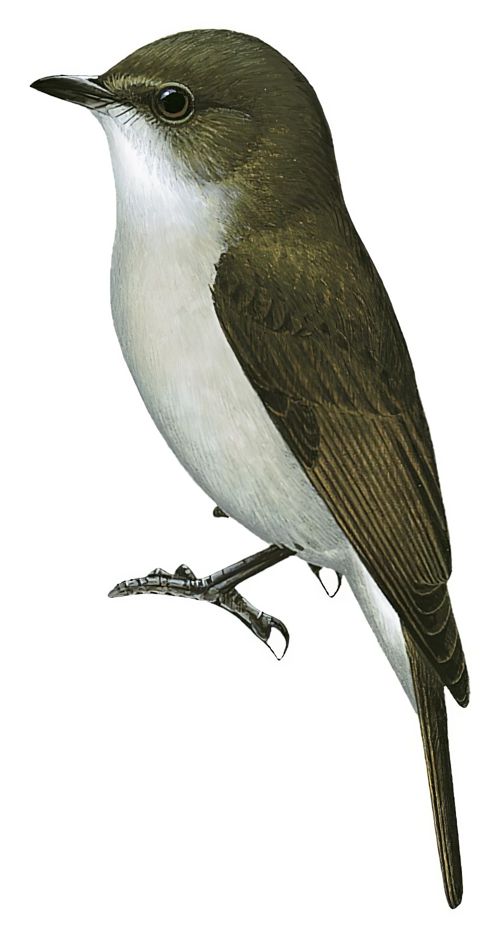 Chapin\'s Flycatcher / Fraseria lendu