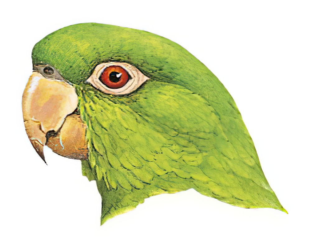Pacific Parakeet / Psittacara strenuus