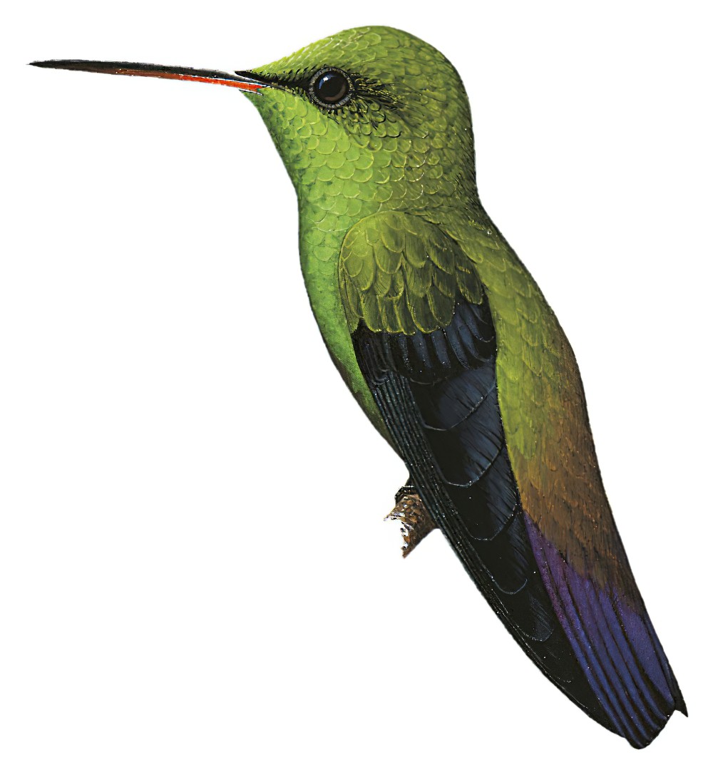 Green-bellied Hummingbird / Amazilia viridigaster