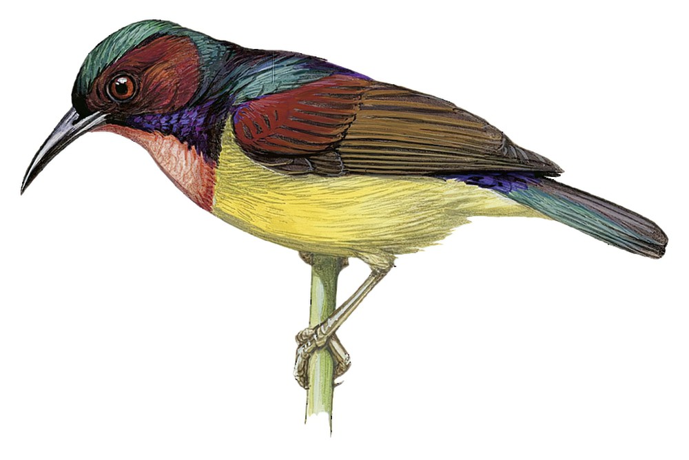 Red-throated Sunbird / Anthreptes rhodolaemus