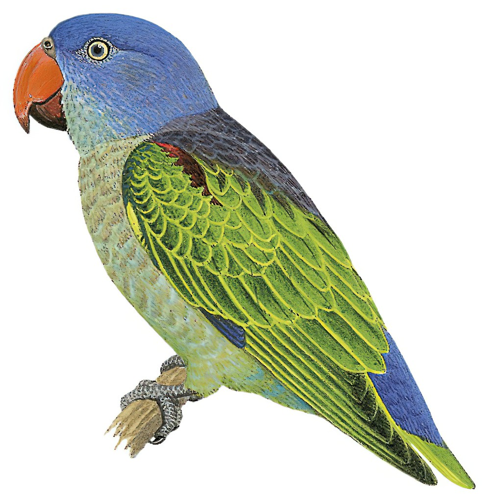 Blue-rumped Parrot / Psittinus cyanurus