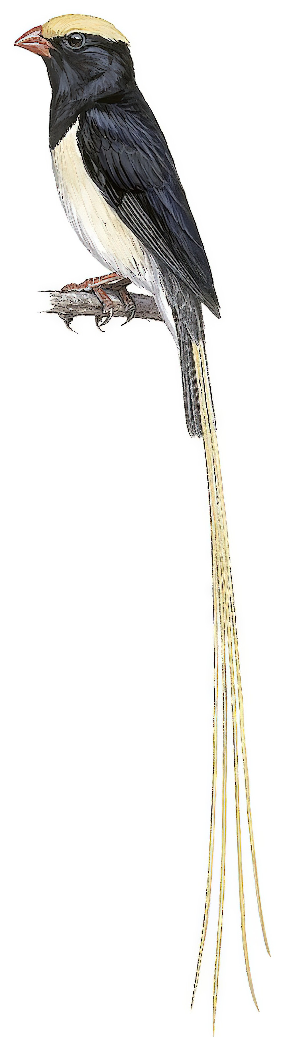 Straw-tailed Whydah / Vidua fischeri