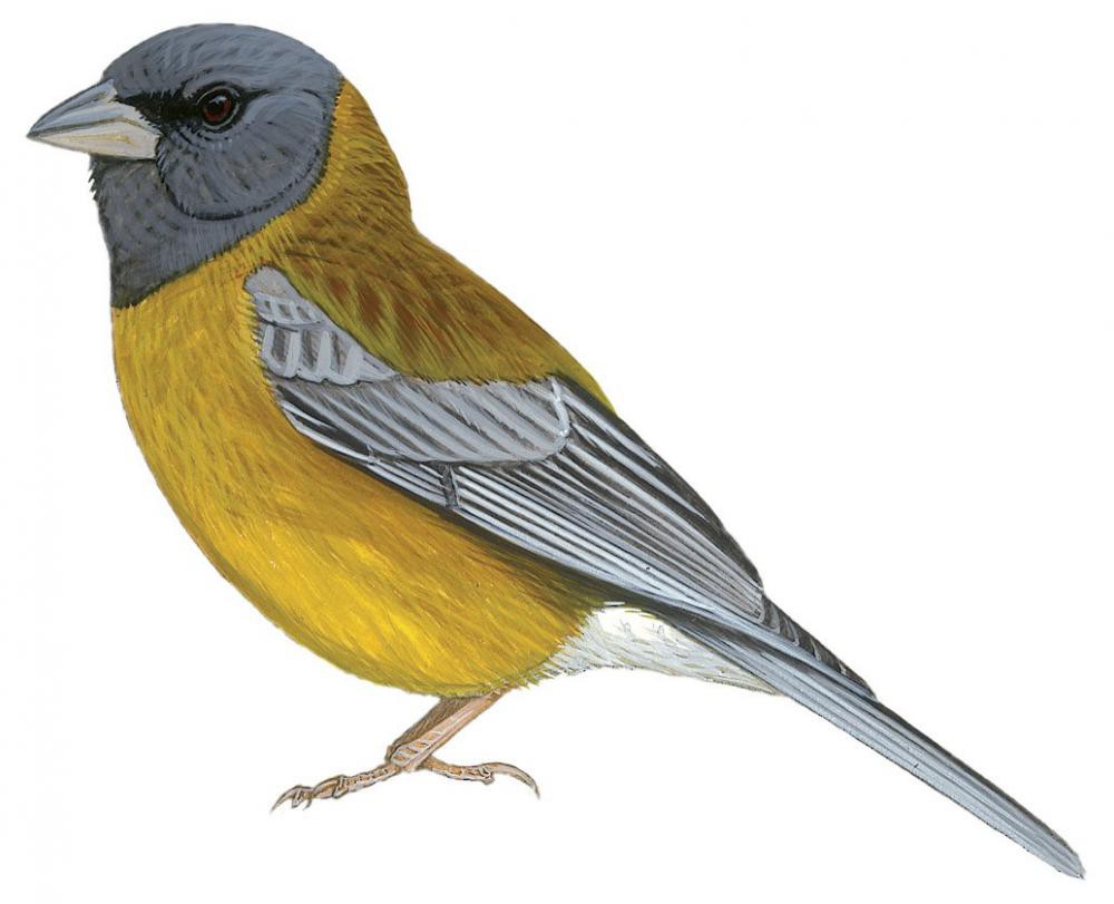 Peruvian Sierra-Finch / Phrygilus punensis