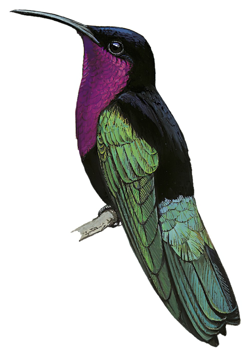 Purple-throated Carib / Eulampis jugularis