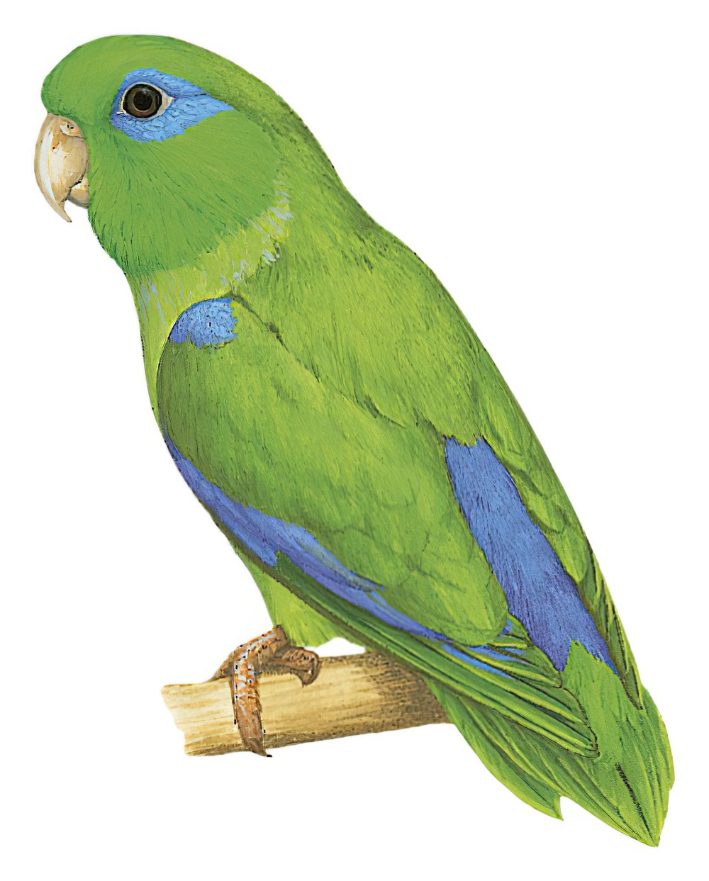 Spectacled Parrotlet / Forpus conspicillatus