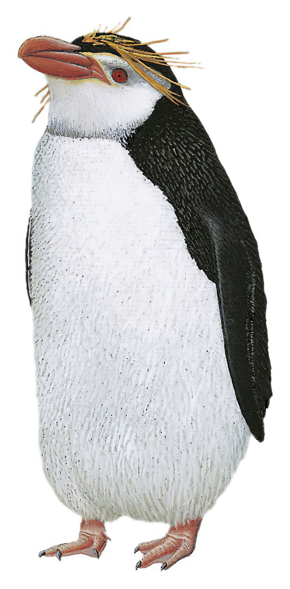 Royal Penguin / Eudyptes schlegeli