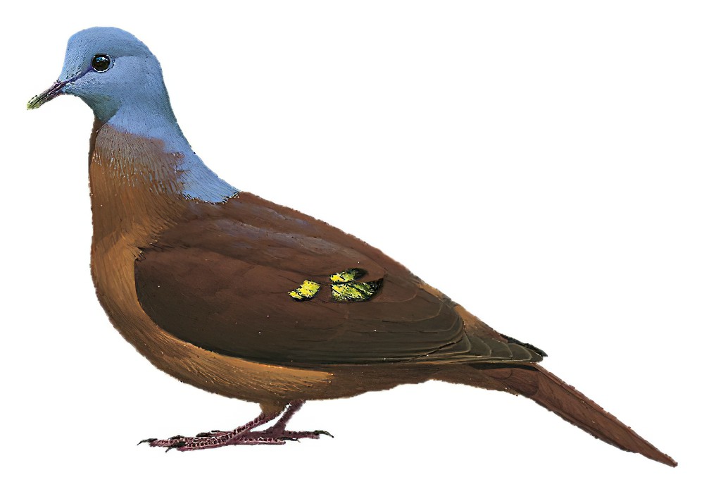 Blue-headed Wood-Dove / Turtur brehmeri