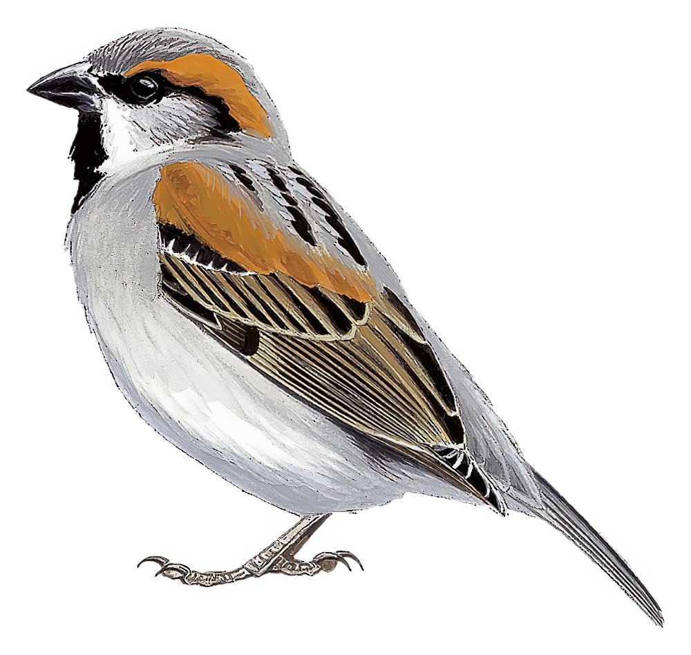 Socotra Sparrow / Passer insularis