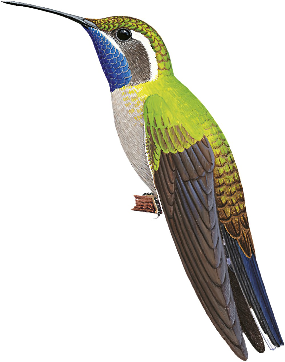 Blue-throated Mountain-gem / Lampornis clemenciae