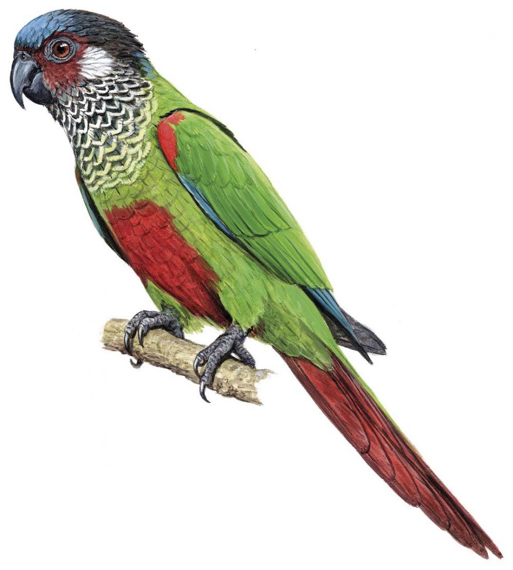 Painted Parakeet / Pyrrhura picta