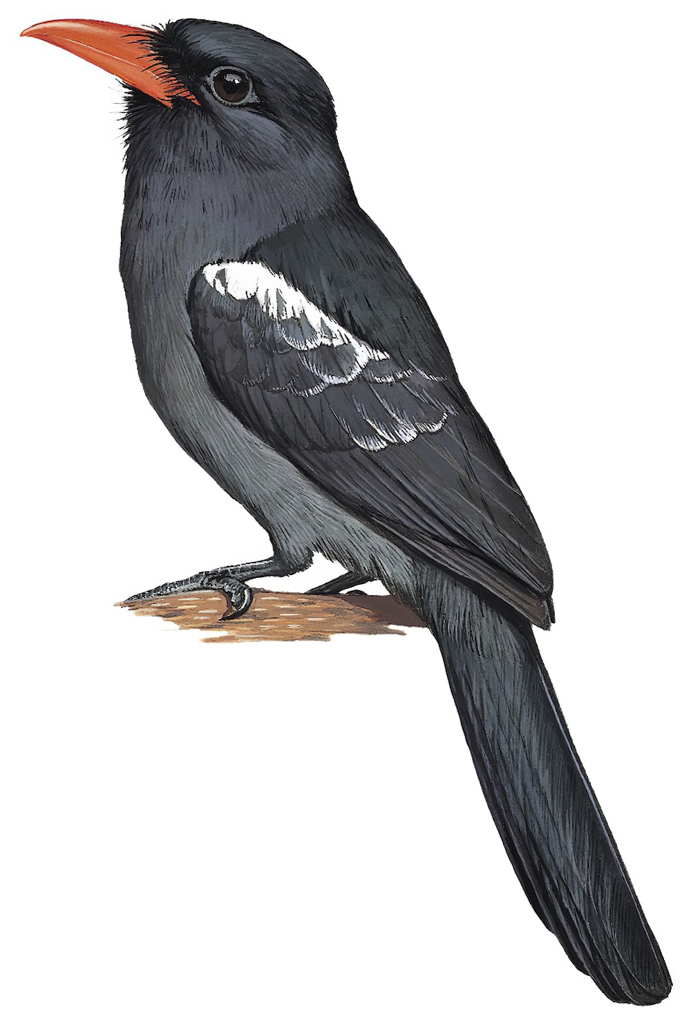 Black Nunbird / Monasa atra