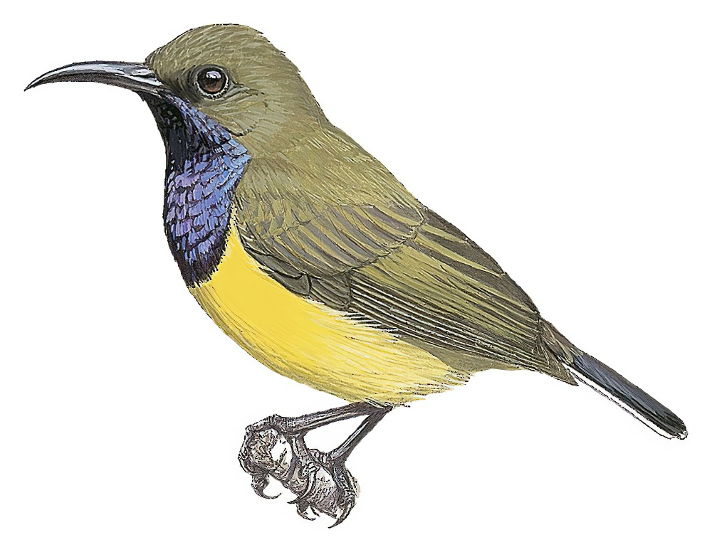 Olive-backed Sunbird / Cinnyris jugularis