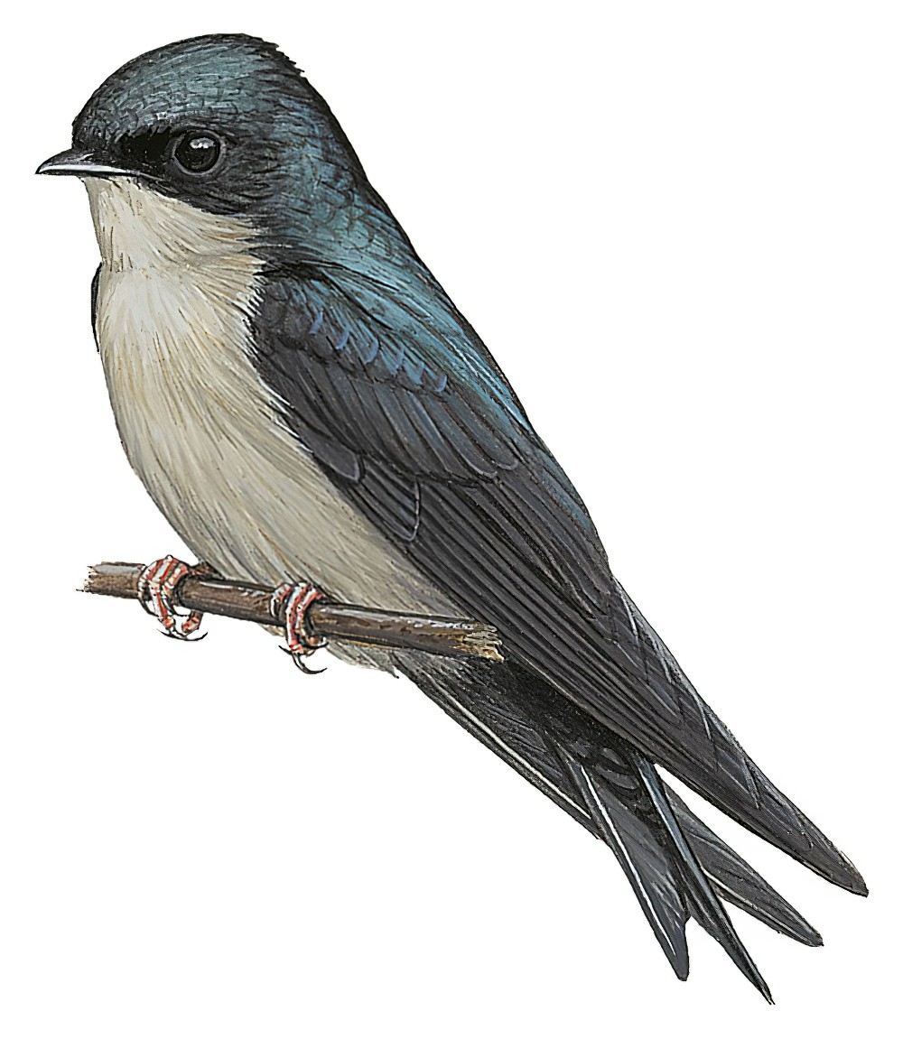 Brown-bellied Swallow / Orochelidon murina