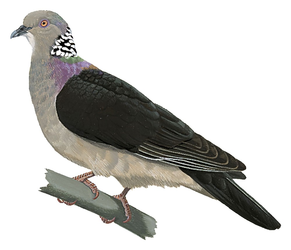 Sri Lanka Wood-Pigeon / Columba torringtoniae