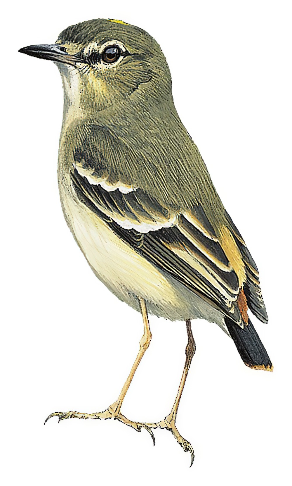 Short-tailed Field Tyrant / Muscigralla brevicauda