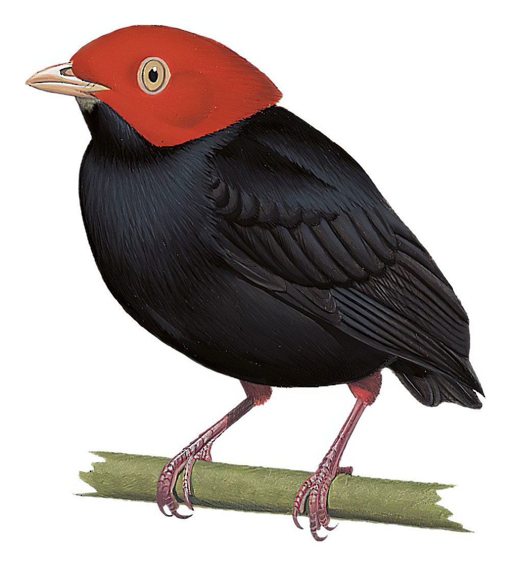 Red-headed Manakin / Ceratopipra rubrocapilla