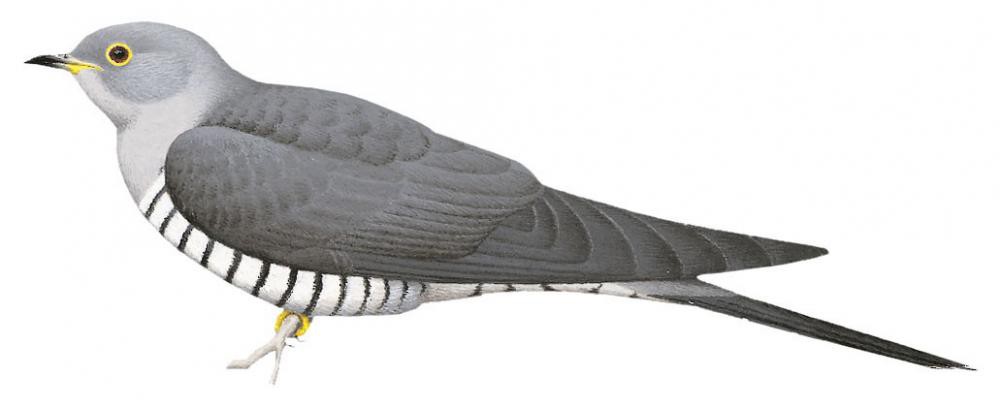 Himalayan Cuckoo / Cuculus saturatus