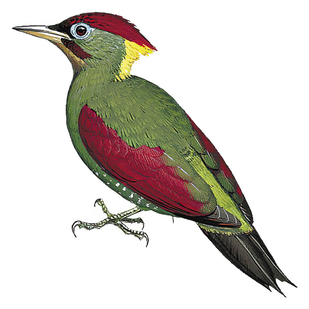 Crimson-winged Woodpecker / Picus puniceus
