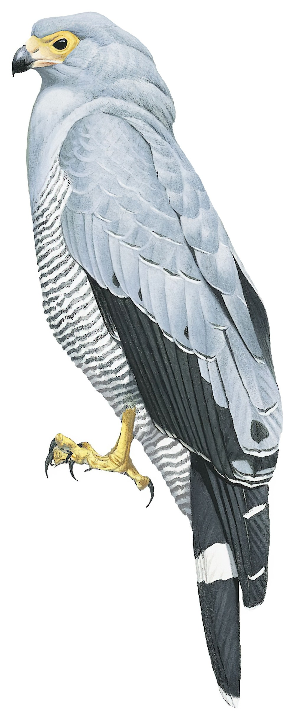 Madagascar Harrier-Hawk / Polyboroides radiatus