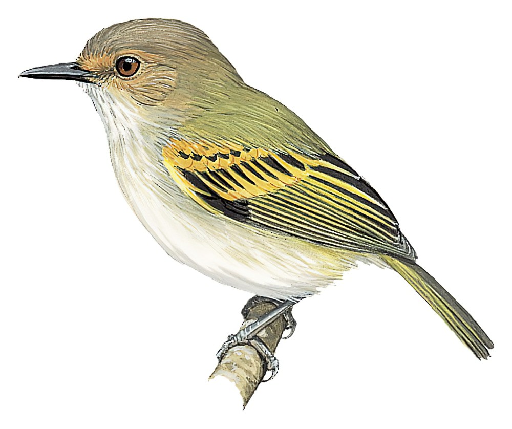 Rusty-fronted Tody-Flycatcher / Poecilotriccus latirostris